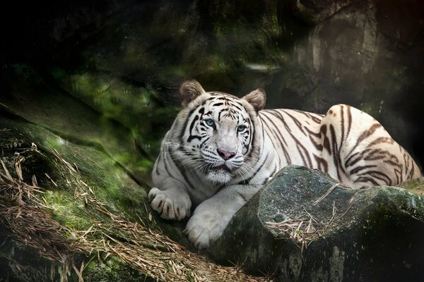 A white tiger lies on a rock alone with nature