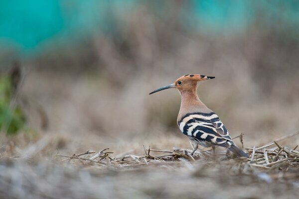 A small bird with a beautiful color