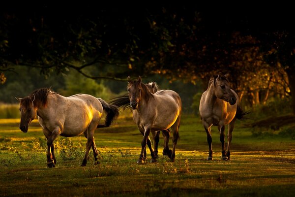 Photos de chevaux dans la nature