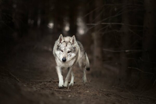 A lone wolf runs in a dark forest