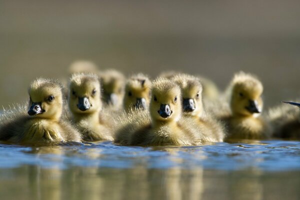 Die Natur. Entenküken schwimmen auf dem Wasser