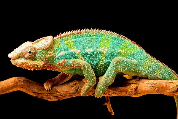 Caméléon vert sur une branche