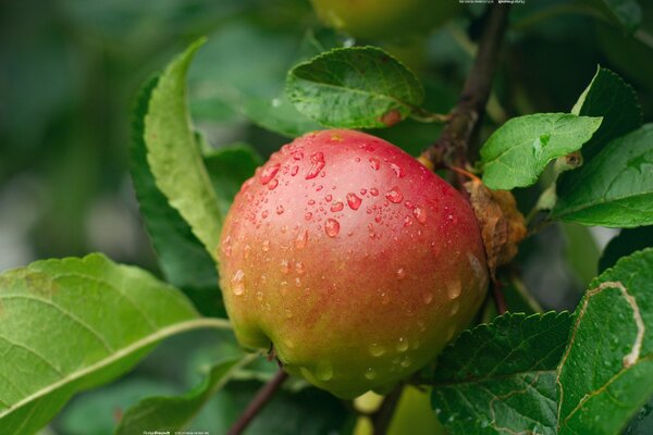 Manzana roja con gotas de agua en un árbol