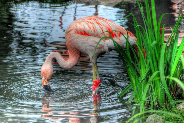 Rosa Flamingos stehen im Wasser