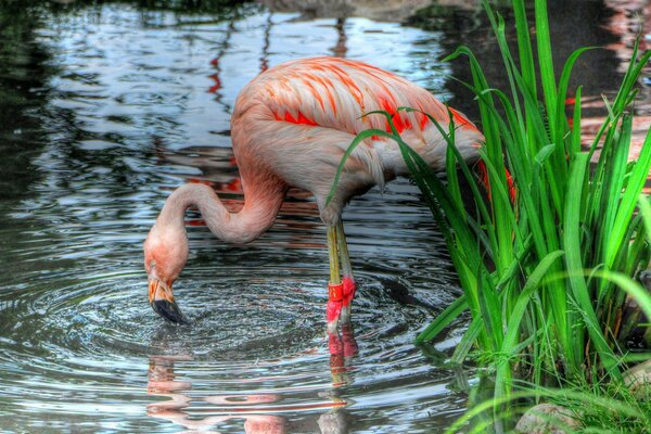 Розовый фламинго стоит в воде