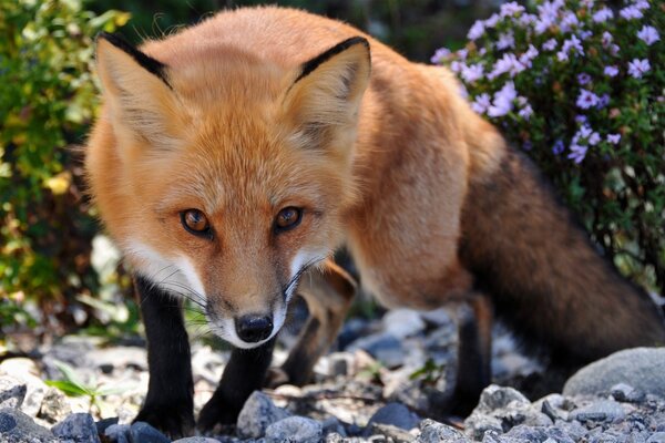 The cunning look of a fox predator