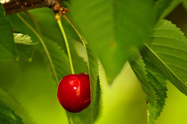 Contrast photo of a bright cherry on a branch