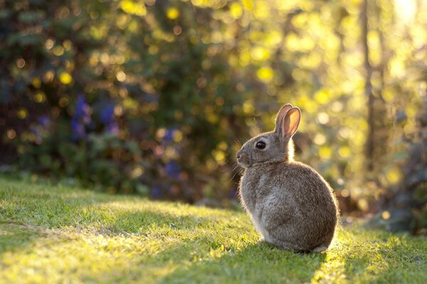 A rabbit is sitting in a meadow in the light of the sun