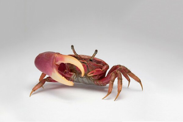 Red delicious crab. large claws