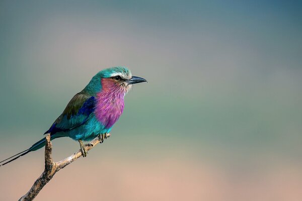 Oiseau rose turquoise exotique vif