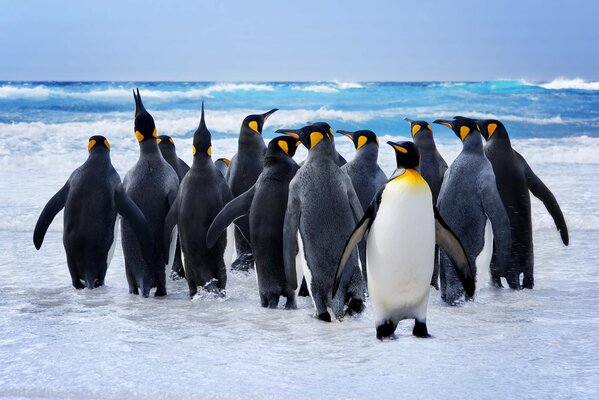 Pinguine gehen im Rudel baden