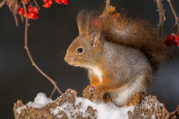 Rothaarige Eichhörnchen sammelt Eberesche Beeren