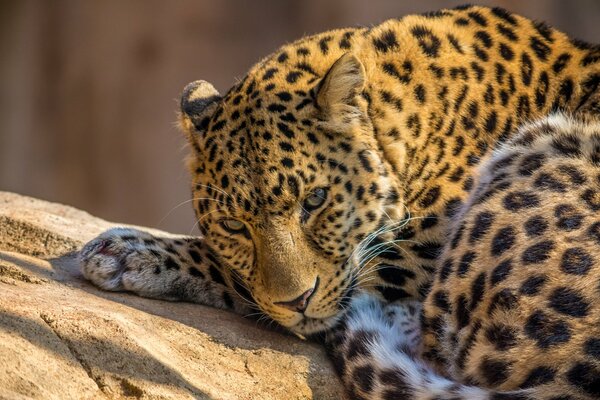 Leopard on a rock in the sun