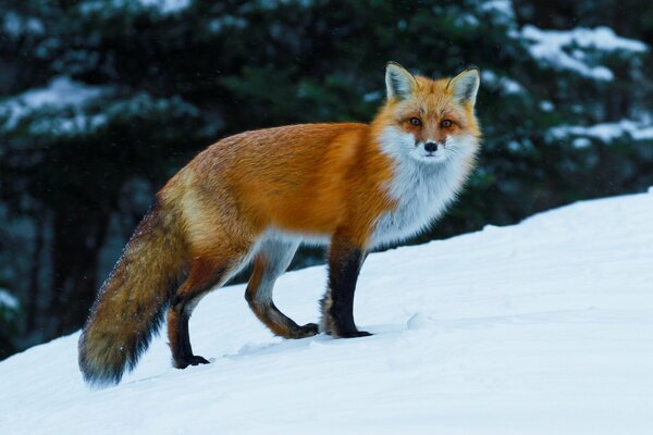 A fox in a winter coat in the snow