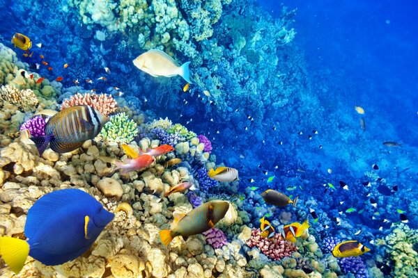 Podwodny świat: ocean. Rafa koralowa, ryby tropikalne