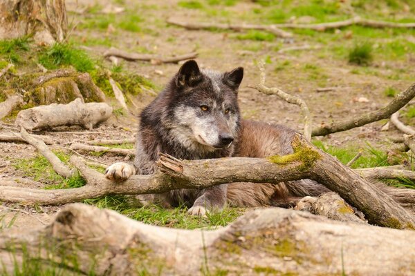 Nature. Prédateur. Le loup se repose