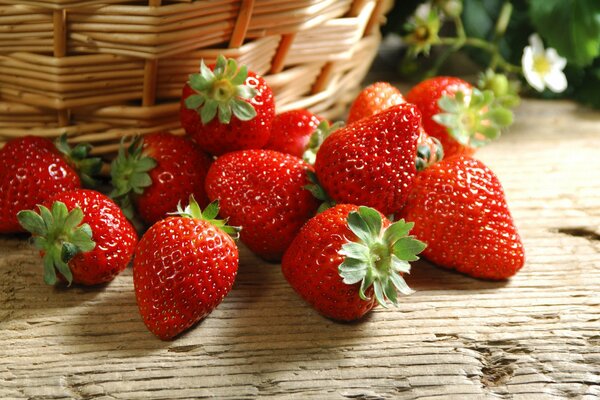 Fragola vicino al cestino carta da parati