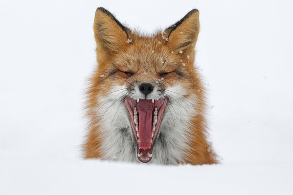 A yawning fox in a snowdrift