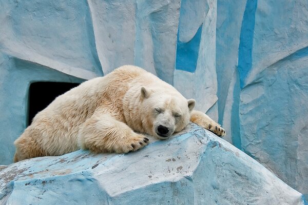 Eisbär schläft im Zoo