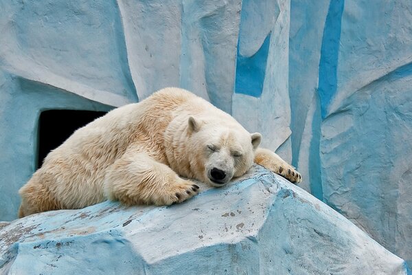 The polar bear is sleeping in the zoo
