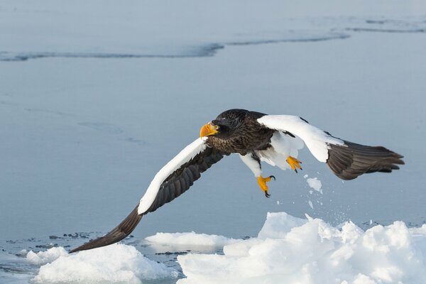 The huge wingspan of the white - shouldered eagle