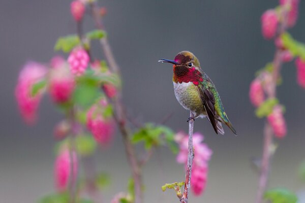 The smallest bird is a hummingbird