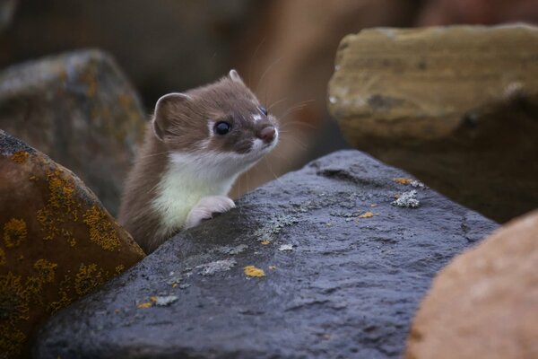 The ferret s muzzle sticking out from under the stone