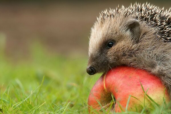 Hérisson roule une pomme dans son Terrier