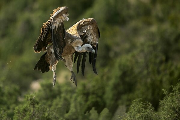 Vulture bird of prey in flight