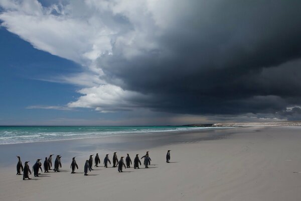 Les pingouins marchent le long de la ligne de mer