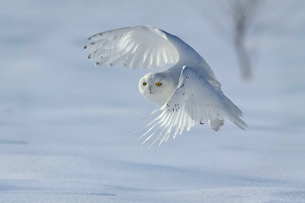 Alas blancas fuertes del búho polar (bubo scandiacus, nyctea scandiaca)