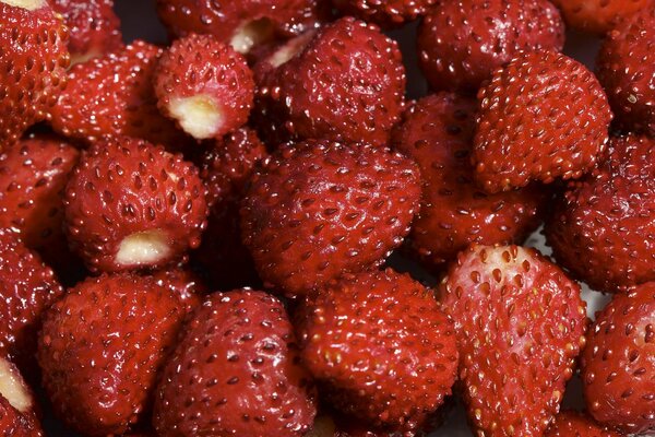 Fragole mature un magazzino di vitamine