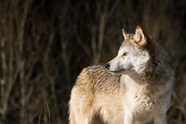 Predatory look in the world and on earth