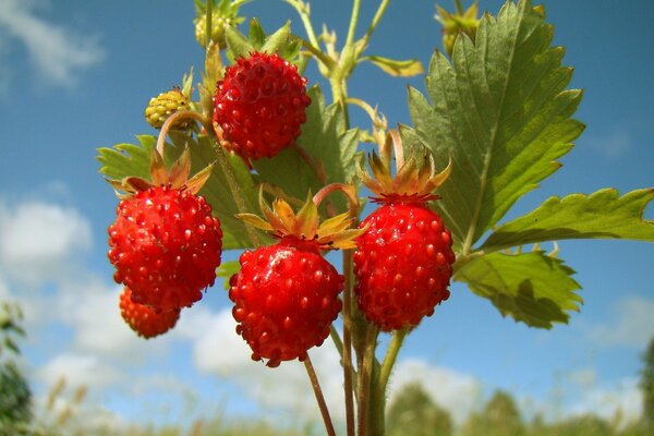 Wilde Erdbeeren auf Himmelshintergrund