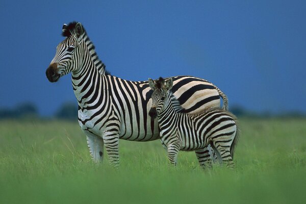 Zebra and foal in the savannah