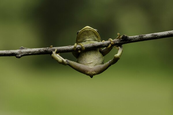 Photo de gros plan d une grenouille suspendue sur une branche