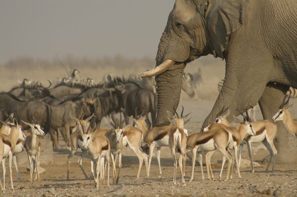 Stada zwierząt w Etosha National Park