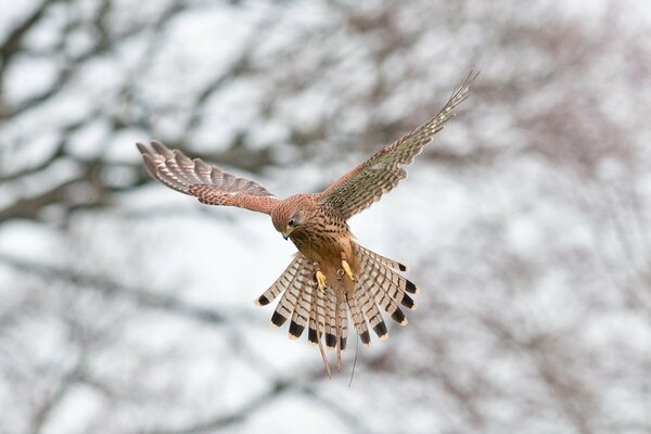 The flight of the kestrel bird in nature