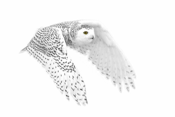 Volant hibou polaire sur fond blanc