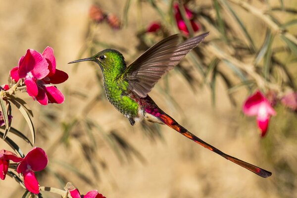 Un pequeño pájaro verde revolotea sobre una flor