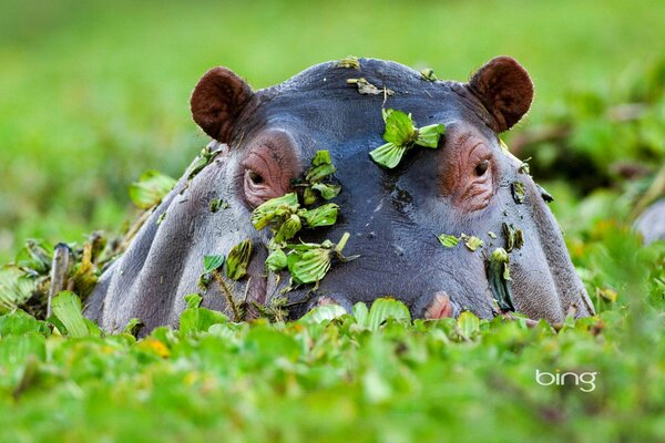 Hippopotame en Afrique dans les feuilles dans un plan d eau