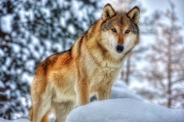 Roter Wolf auf dem Hintergrund von Schneeverwehungen