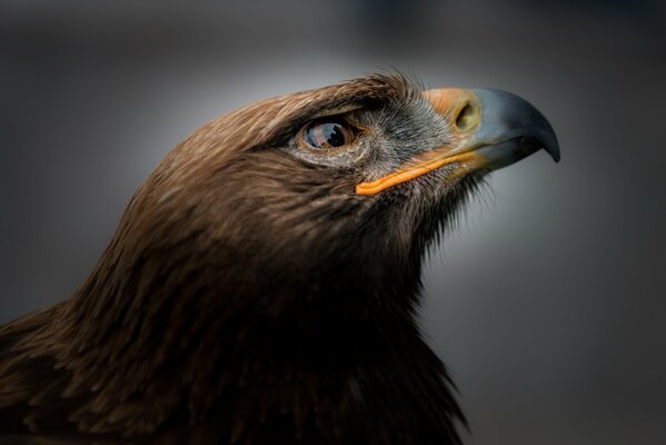 Photo portrait of a golden eagle bird
