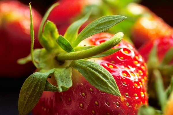 Riprese macro di fragole mature