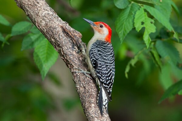 A wavy woodpecker sits on a branch