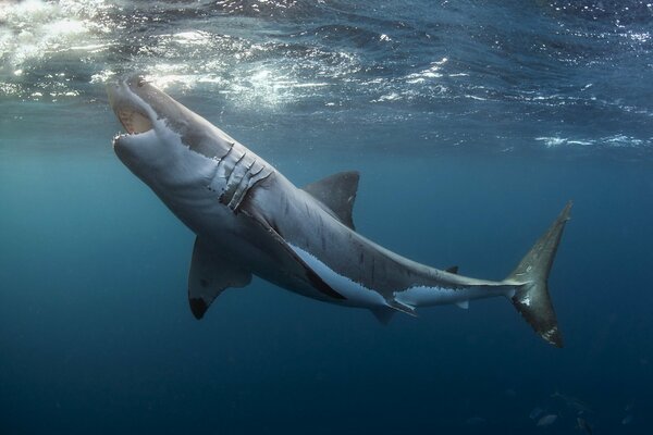 Grand requin blanc dans la mer profonde