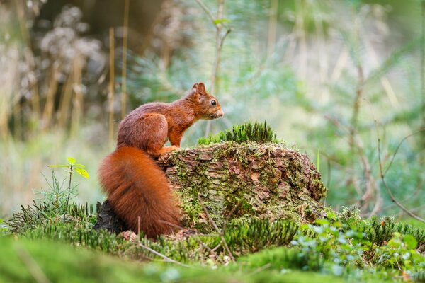Écureuil roux dans la forêt du matin