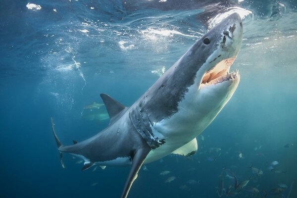 Enorme tiburón blanco con dientes en las aguas del océano