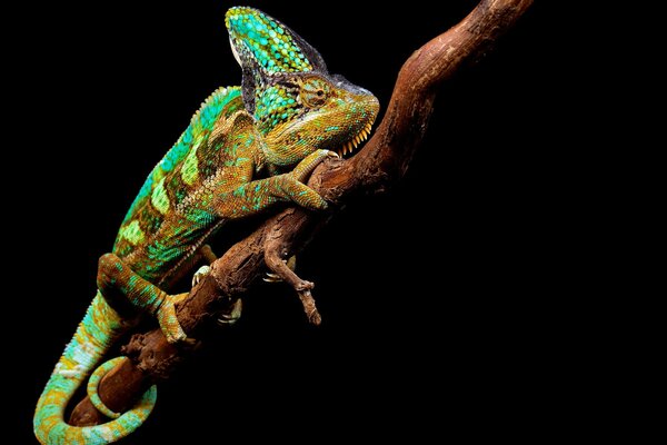 Photo chameleon on a branch