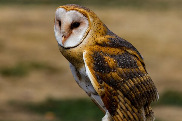 Le regard de hibou d un hibou inhabituel